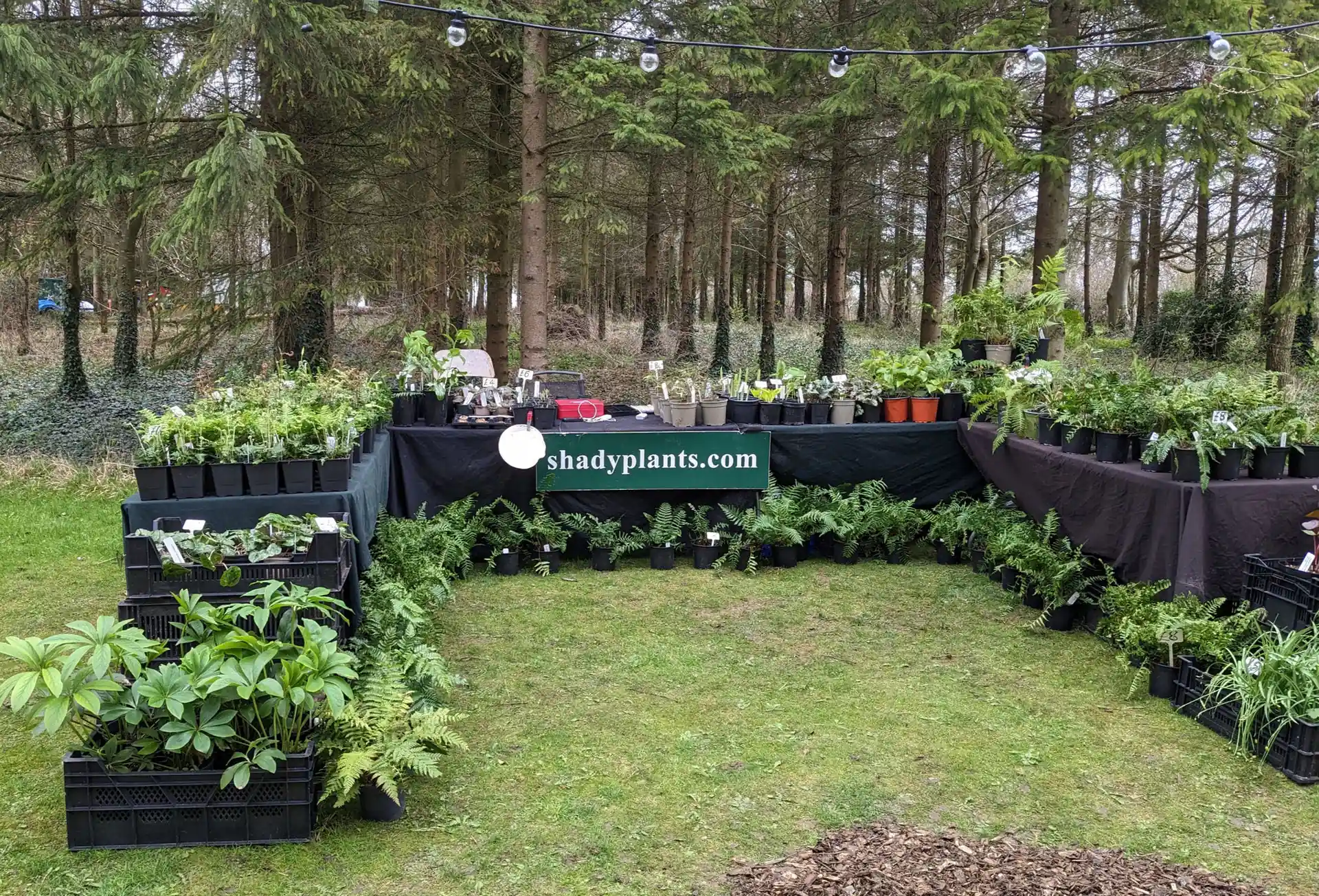 The shadyplants.com stand at a plant fair, among trees