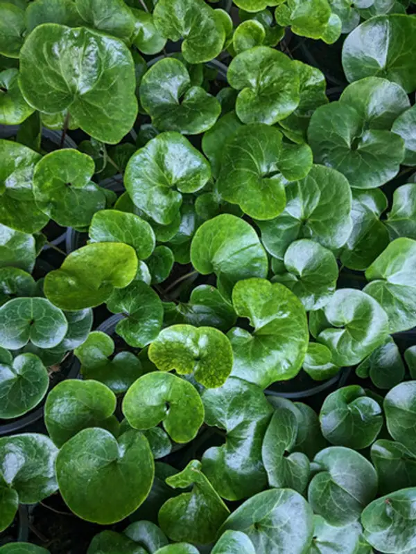 Asarum europaeum