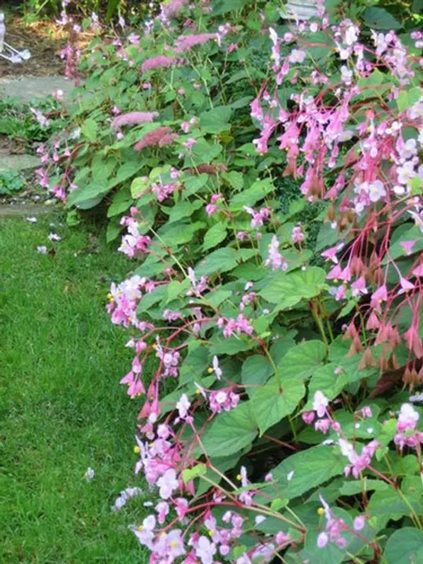 Begonia grandis ssp. evansiana