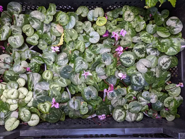 Cyclamen coum and Cyclamen hederifolium