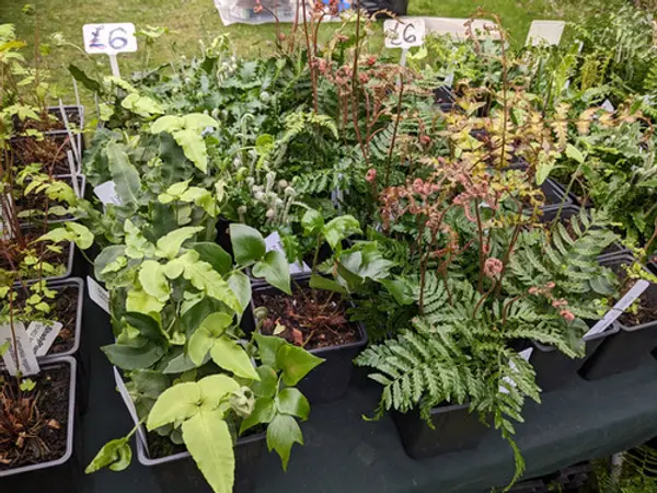 Variety of ferns