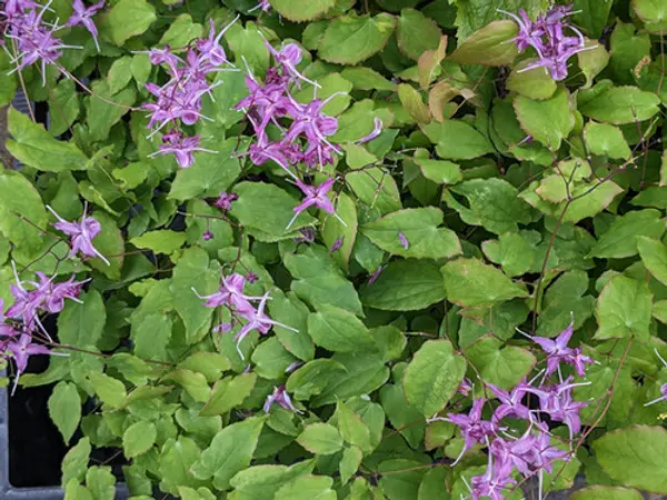 Epimediums