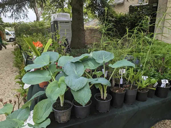 Hostas