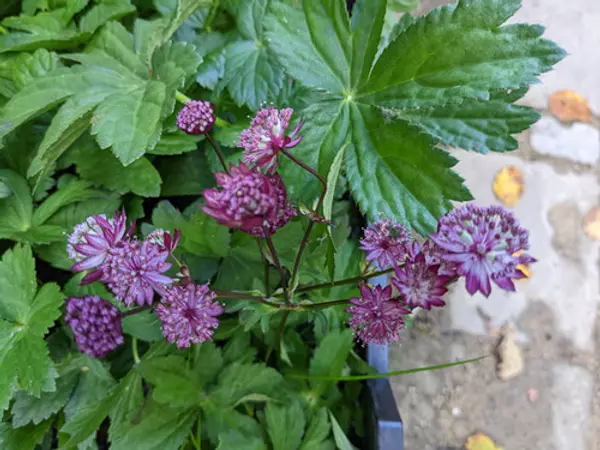 Astrantia