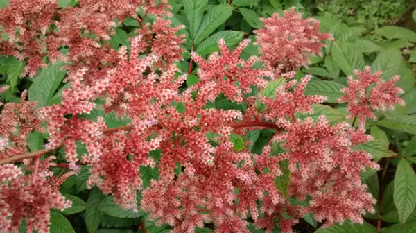 Rodgersia