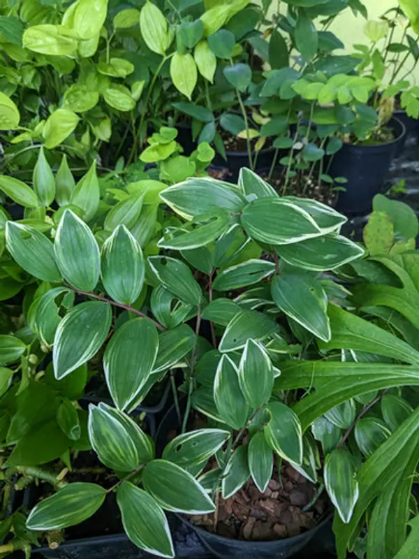 Polygonatum and Disporopsis