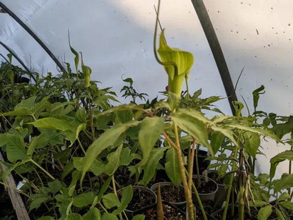 Arisaema and Sauromatum venosum