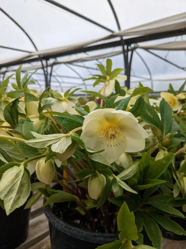 Helleborus orientalis